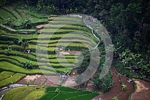 Aerial view of paddy fields