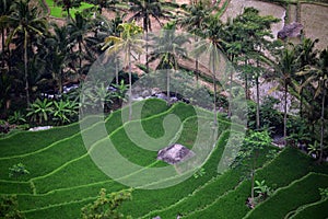 Aerial view of paddy fields