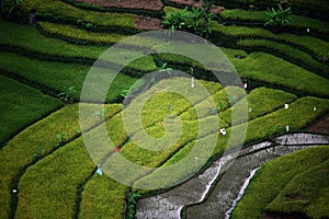 Aerial view of paddy fields