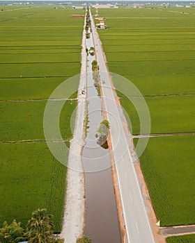Aerial view of paddy fields with drain water in the middle