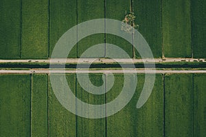 Aerial View Of Paddy Fields Surrounded By Buildings, Malaysia