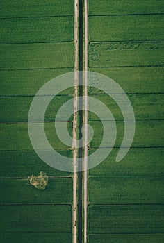 Aerial View Of Paddy Fields Surrounded By Buildings, Malaysia