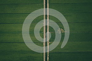 Aerial View Of Paddy Fields Surrounded By Buildings, Malaysia