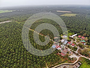 Aerial view of palm oil plantation