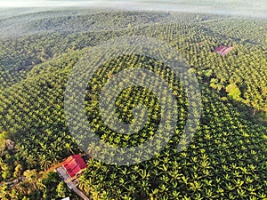 Aerial view of palm oil plantation