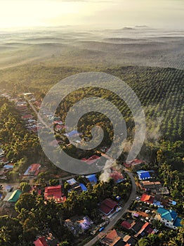 Aerial view of palm oil plantation