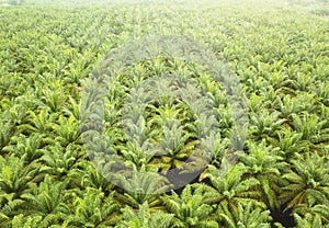 Aerial view of palm oil plantation in Asia. Agricultural background.