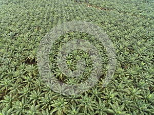 Aerial view of palm oil plantation located in kuala krai,kelantan,malaysia,east asia