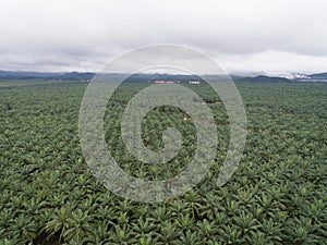 Aerial view of palm oil plantation located in kuala krai,kelantan,malaysia,east asia