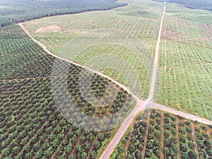 Aerial view of palm oil plantation located in kuala krai,kelantan,malaysia,east asia