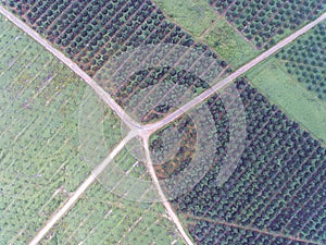Aerial view of palm oil plantation located in kuala krai,kelantan,malaysia,east asia photo