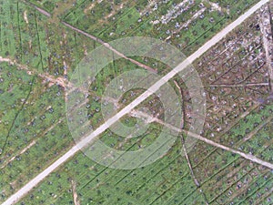 Aerial view of palm oil plantation located in kuala krai,kelantan,malaysia,east asia photo