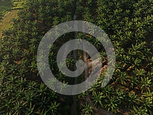 An aerial view of palm oil plantations