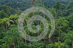 Aerial view of a palm plantation that shows many Chonta Duro, Bactris gasipaes or peach palms