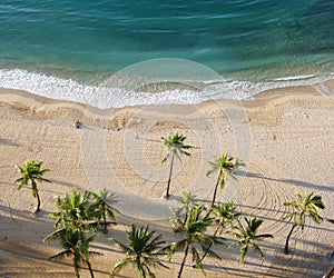 Aerial view of palm tree on the beach