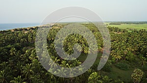 Aerial view of the palm tree plantation from above