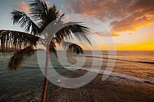 Aerial view of palm tree at sunset