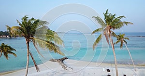 Aerial view of palms at the beach, Maldives