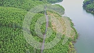 Aerial View Paper Tree Plantations by Road along Lake Creek
