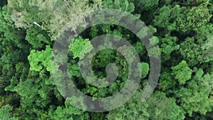 Aerial view of Papuan Forest