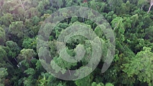 Aerial view of Papuan Forest