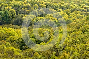 Aerial view of parkland in sunlight. Forest landscape photo