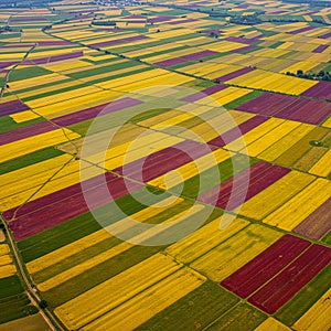 Aerial view of patchwork farmland featuring rectangular fields in shades of yellow, photo