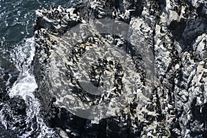 Aerial view of penguins perched on rocky shore