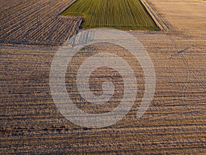 Aerial view of people strolling at sunset, in the middle of a field