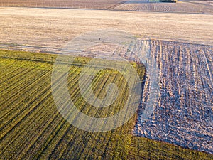 Aerial view of people strolling at sunset, in the middle of a field