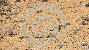 Aerial view of phlox flowers in dry desert topsoil of Utah