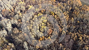 Aerial view of a pine forest in autunm.