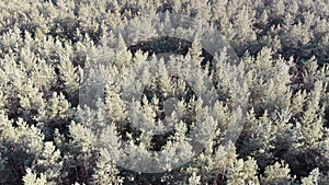 Aerial view on Pine forest with Fields. Wood Park with Green Trees