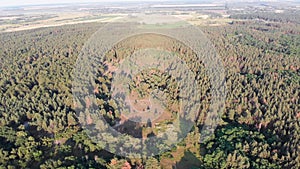Aerial view on Pine forest. Wood Park with Green Trees. View from Above