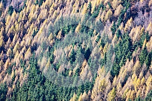 Aerial view of a pine and larch forest.