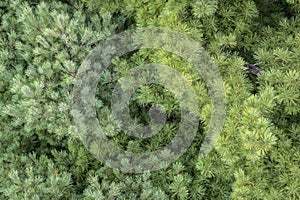 Aerial View of Pine Tree Needles