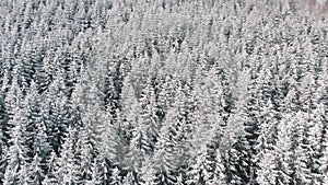 Aerial view of pine trees covered in snow on winter snowy day
