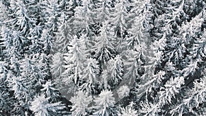 Aerial view of pine trees covered in snow on winter snowy day