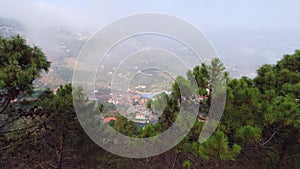 Aerial view pine treetop on slope of mountain in mist