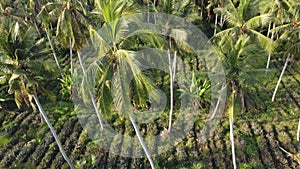 Aerial view pineapple plantation