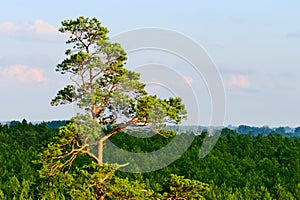 Aerial view of scots or scotch pine Pinus sylvestris tree forest..