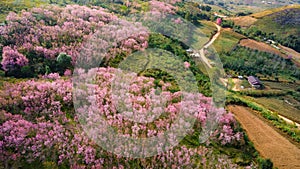 Aerial view of pink cherry blossom on the hill at Phu Lom Lo