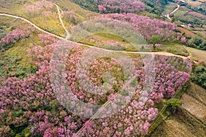 Aerial view of pink cherry blossom on the hill at Phu Lom Lo