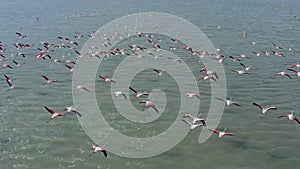 Aerial view of pink flamingos fliying in Las Salinas of Santapola, Spain. photo