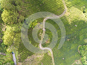 An aerial view of the plantation area captured using drone