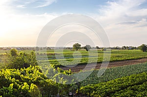 Aerial view of plantation farm landscape field. Agroindustry and agribusiness. Beautiful countryside farmland terrain. Wonderful