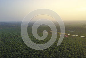 Aerial view on plantation of palm trees background, Top view aerial shot of the palm grove.