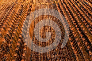 Aerial View of Plowed Field in Georgia