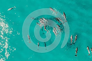 Aerial view of a pod of dolphins in the shallow water