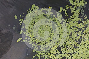 view of pond with yellow waterlily flowers, green leaf, duckweed in a summer day. the Dnipro Dnieper River, Kyiv, Ukraine